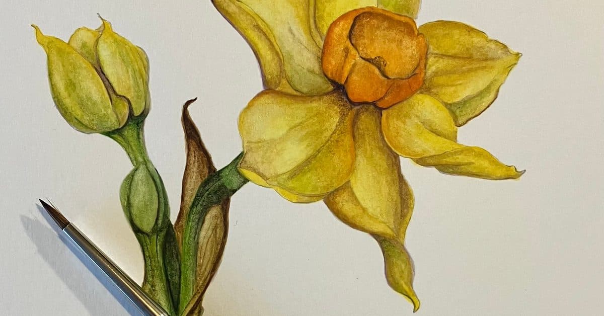 Botanical Art: Daffodils in Pen and Watercolour