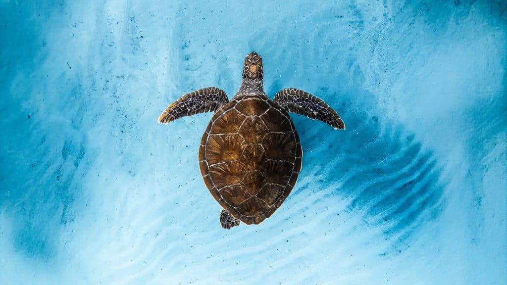 Ocean Film Festival World Tour 2026