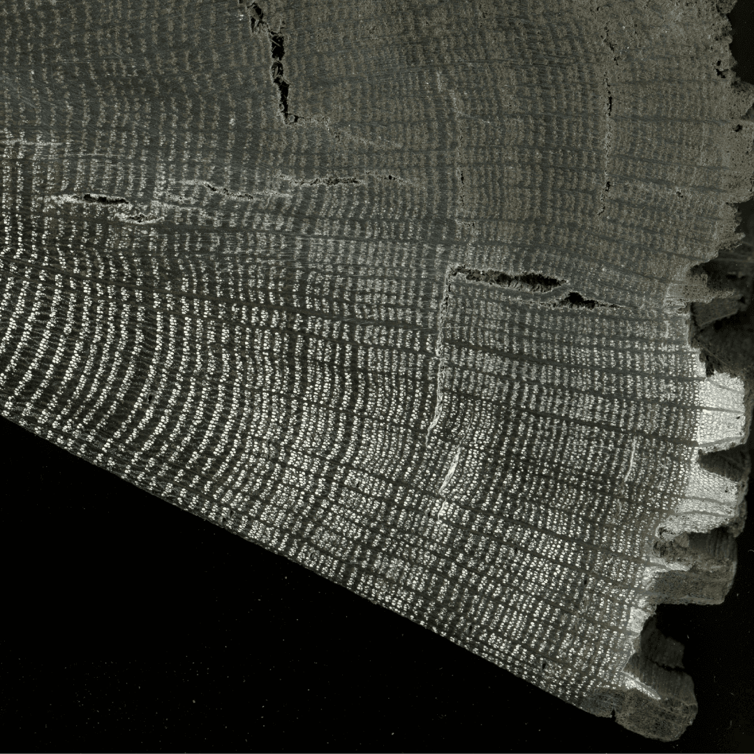 Reading the Rings: How Trees Reveal the Past