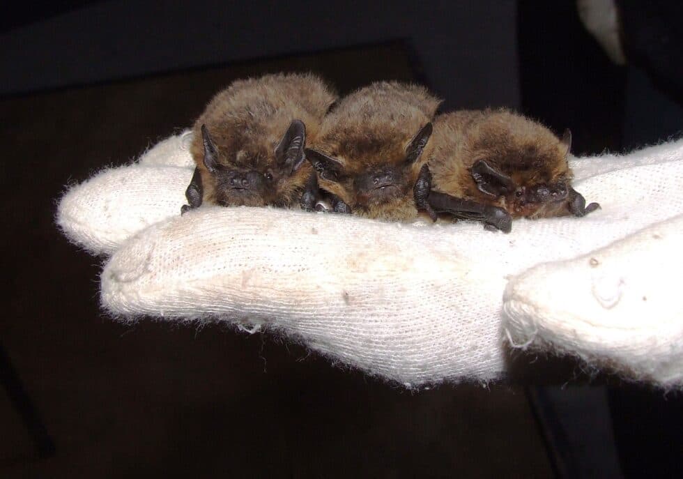 Discovering Bats Day — Afternoon Session